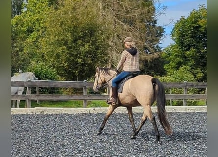 Beritt / Pferdeausbildung / Korrektur / im gesamten DACH-Raum