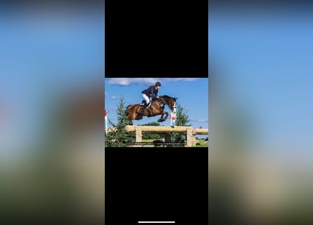 Beritt / Turniervorstellung / Vermittlung / Verkauf