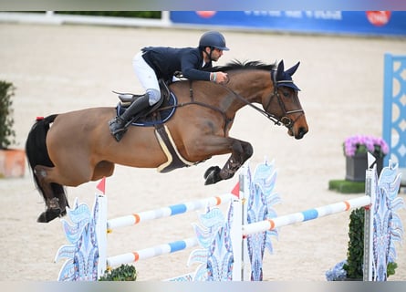 Springpferde bis S*** inkl. Boxenmiete 