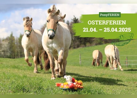 Reiterferien „Osterleuchten“