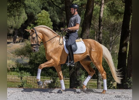 Reiterurlaub exklusiv auf unserem Lusitanogestüt