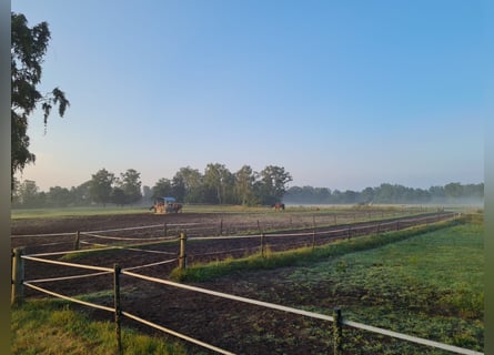 Wspaniała społeczność stajni ma jeszcze wolne boksy!