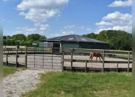 Przestronne boksy dostępne – samodzielne i profesjonalne hodowle koni
