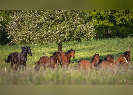 Dostępne miejsca na hodowlę dla ogierów i klaczy