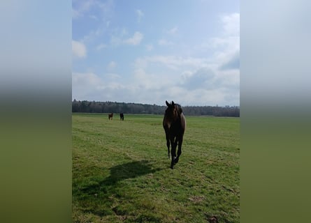 Prywatny hodowla ogierów i klaczy