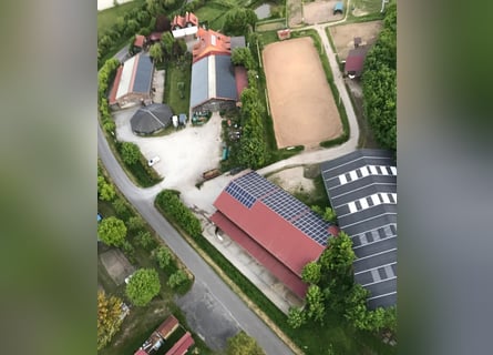 Paddockboxen mit täglichem Freilauf 