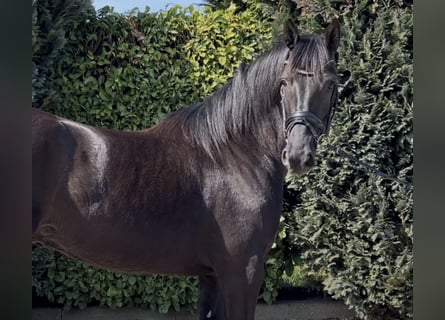 Olandese da Tiro, Castrone, 4 Anni, 158 cm, Morello