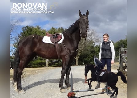 Olandese da Tiro, Castrone, 9 Anni, 173 cm, Morello