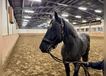 Olandese da Tiro, Giumenta, 6 Anni, 165 cm, Grigio ferro