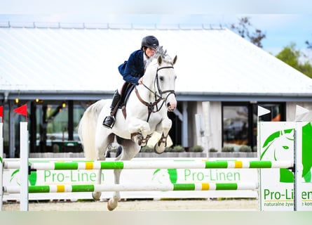 Oldenbourg, Étalon, 13 Ans, 172 cm, Gris