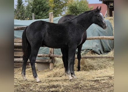 Oldenbourg, Étalon, 1 Année, 147 cm, Gris