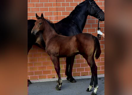 Oldenbourg, Étalon, 1 Année, 169 cm, Bai