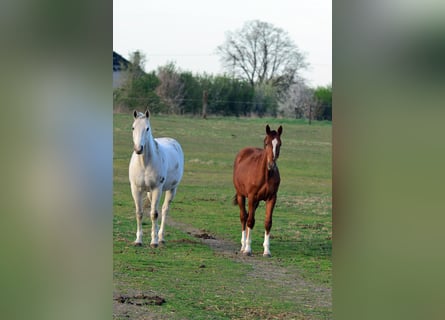 Oldenbourg, Étalon, 1 Année, 170 cm, Alezan