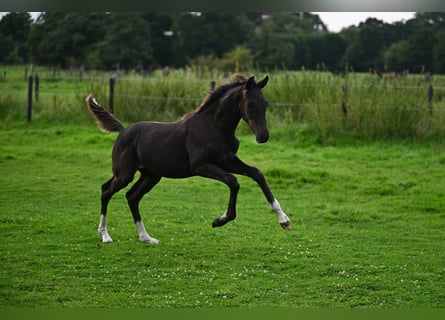 Oldenbourg, Étalon, 1 Année, 170 cm, Bai brun