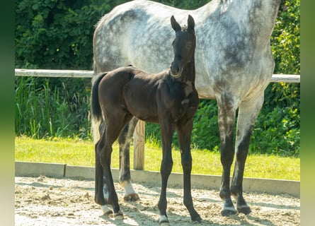 Oldenbourg, Étalon, 1 Année, 171 cm, Peut devenir gris