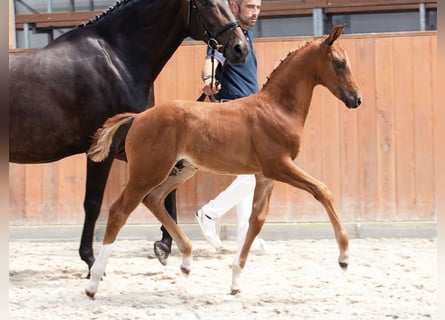 Oldenbourg, Étalon, 1 Année, 173 cm, Alezan brûlé