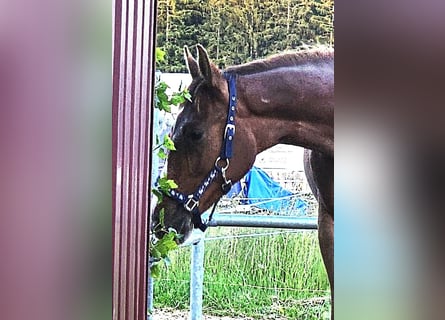 Oldenbourg, Étalon, 1 Année, Alezan brûlé