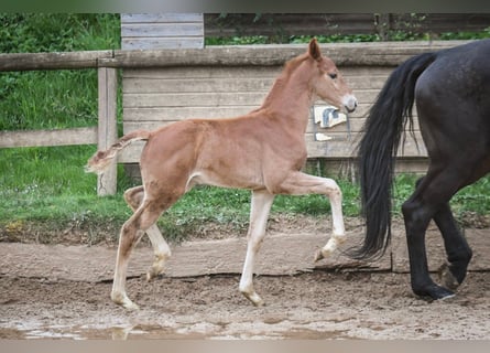 Oldenbourg, Étalon, 1 Année, Alezan