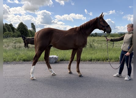 Oldenbourg, Étalon, 1 Année, Alezan