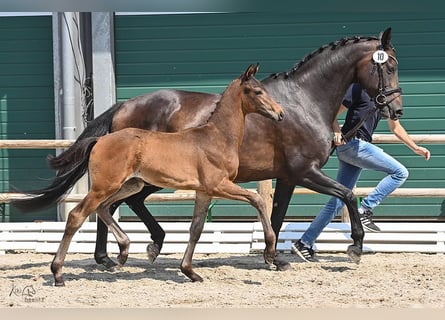 Oldenbourg, Étalon, 1 Année, Bai brun