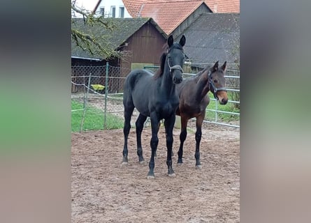 Oldenbourg, Étalon, 1 Année, Noir