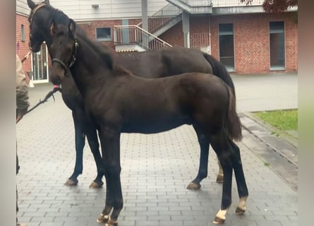 Oldenbourg, Étalon, 1 Année, Noir