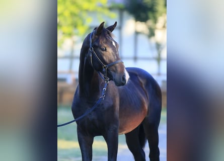 Oldenbourg, Étalon, 2 Ans, 162 cm, Bai cerise