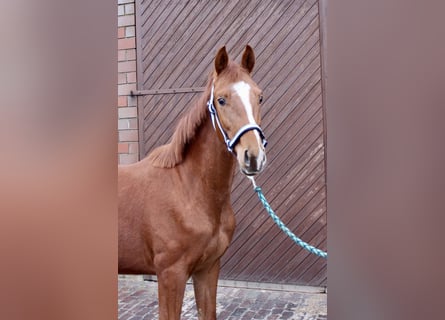 Oldenbourg, Étalon, 2 Ans, 163 cm, Alezan
