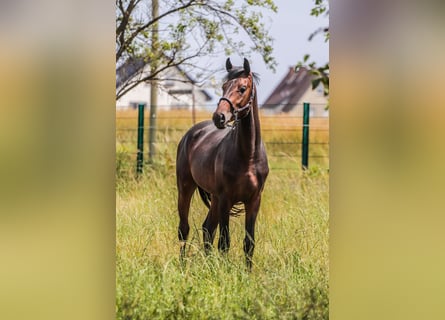 Oldenbourg, Étalon, 2 Ans, 163 cm, Bai brun