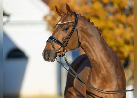 Oldenbourg, Étalon, 2 Ans, 165 cm, Alezan brûlé