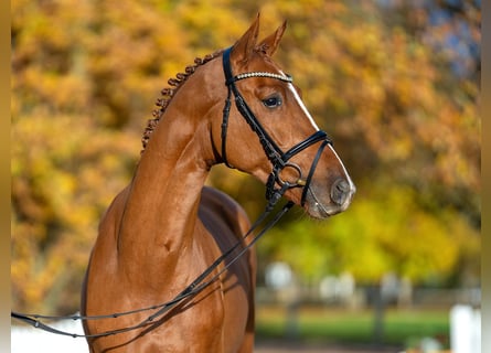 Oldenbourg, Étalon, 2 Ans, 165 cm, Alezan