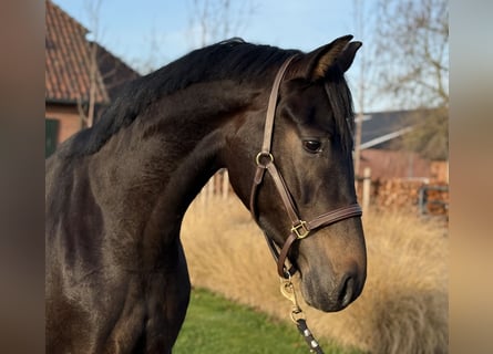 Oldenbourg, Étalon, 2 Ans, 165 cm, Bai brun