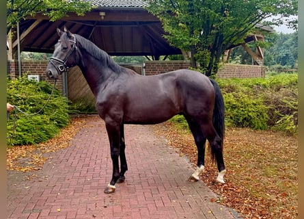 Oldenbourg, Étalon, 2 Ans, 165 cm, Noir