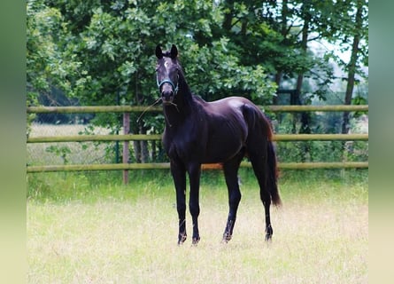 Oldenbourg, Étalon, 2 Ans, 165 cm, Noir