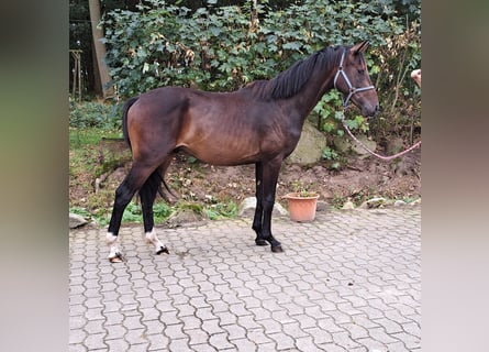 Oldenbourg, Étalon, 2 Ans, 166 cm, Bai