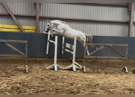 Oldenbourg, Étalon, 2 Ans, 166 cm, Gris