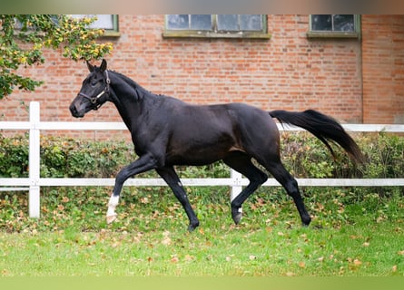 Oldenbourg, Étalon, 2 Ans, 167 cm, Bai brun