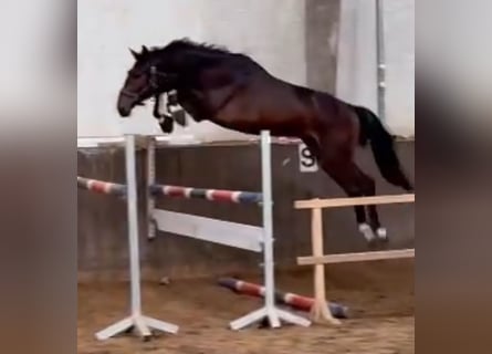 Oldenbourg, Étalon, 2 Ans, 167 cm, Bai