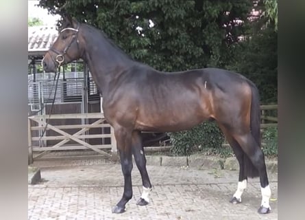 Oldenbourg, Étalon, 2 Ans, 167 cm, Bai