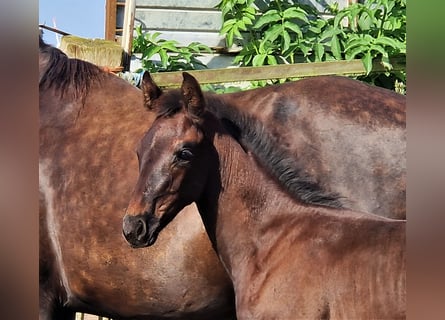 Oldenbourg, Étalon, 2 Ans, 169 cm, Noir