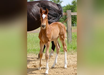 Oldenbourg, Étalon, 2 Ans, 170 cm, Alezan