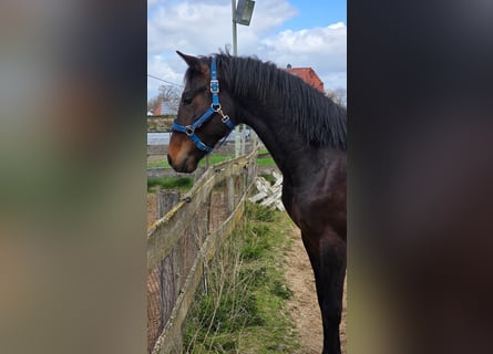 Oldenbourg, Étalon, 2 Ans, 170 cm, Bai brun