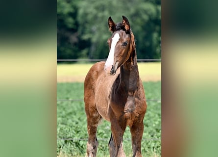 Oldenbourg, Étalon, 2 Ans, 170 cm, Bai brun