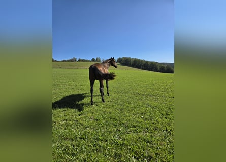 Oldenbourg, Étalon, 2 Ans, 170 cm, Bai