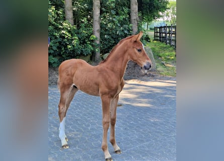 Oldenbourg, Étalon, 2 Ans, 173 cm, Alezan