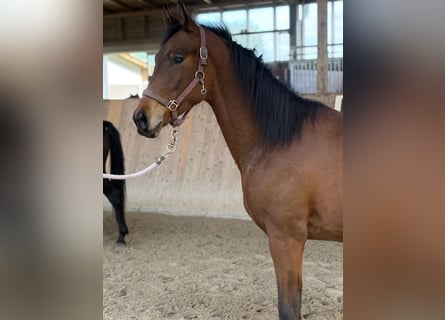 Oldenbourg, Étalon, 2 Ans, 175 cm, Bai