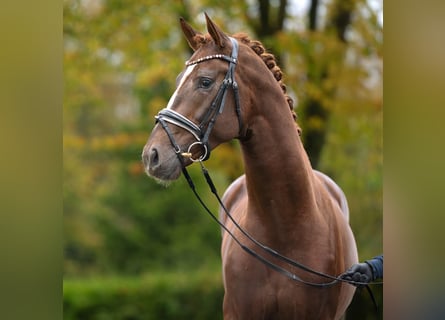 Oldenbourg, Étalon, 2 Ans, Alezan