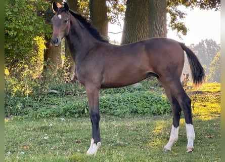 Oldenbourg, Étalon, 2 Ans, Bai brun