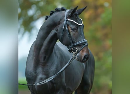 Oldenbourg, Étalon, 2 Ans, Bai brun foncé