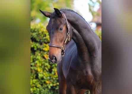 Oldenbourg, Étalon, 2 Ans, Bai